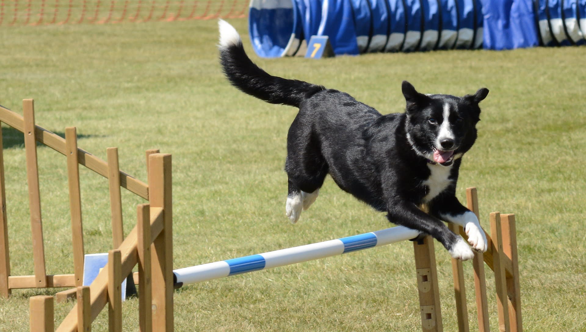 Hyper hounds agility hot sale